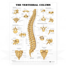 VKSI The Vertebral Column Chart