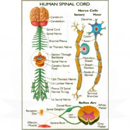 VKSI Human Spinal Cord Chart