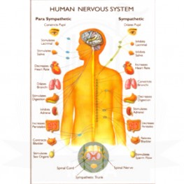 VKSI Human Nervous System Chart