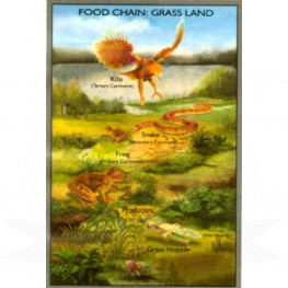 VKSI Food Chain - Grass Land Chart