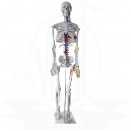 VKSI Human Skeleton Model with Blood vine and Nerve System