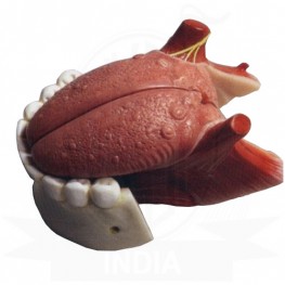 VKSI  Human Teeth With Tongue