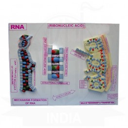VKSI  Human RNA Model