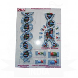 VKSI  Human DNA Model on Board