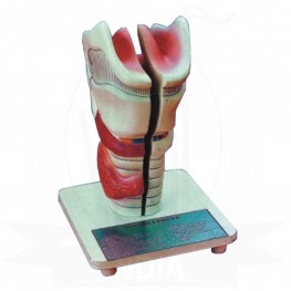 VKSI  Larynx Model
