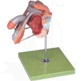 VKSI Male Genital Organs Model
