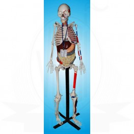 VKSI Human Skeleton with Internal Organs