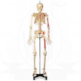 VKSI Human Muscular Skeleton Model