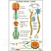 VKSI Human Spinal Cord Chart