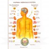 VKSI Human Nervous System Chart