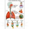 VKSI Human Respiratory System Chart