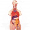 VKSI Human Anatomy Torso Unisex Model