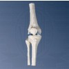 VKSI Mini Knee Joint with Cross-Section
