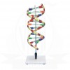 VKSI  Human DNA Model on Stand