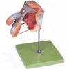 VKSI Male Genital Organs Model