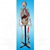 VKSI Human Skeleton with Internal Organs