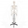 Human Articulated Skeleton Model