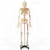 VKSI Human Muscular Skeleton Model