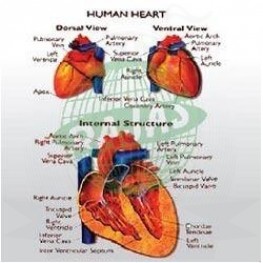 VKSI Human Heart Chart
