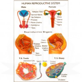 VKSI Human Reproductive System Chart