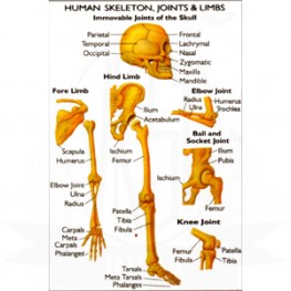 VKSI Human Skeleton, Joints & Limbs Chart