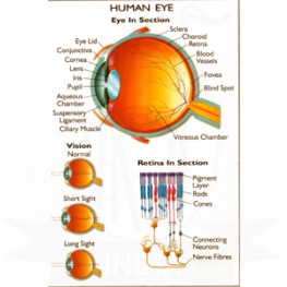 VKSI Human Eye Chart