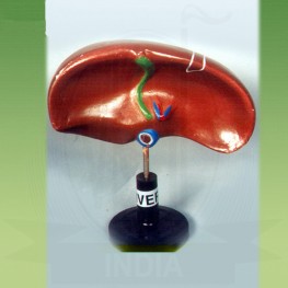 VKSI Human Liver Model