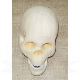 VKSI Human Skull Model
