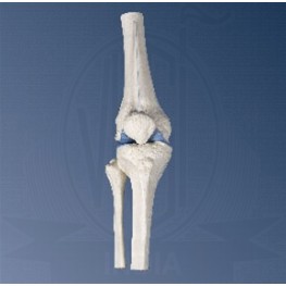 VKSI Mini Knee Joint with Cross-Section