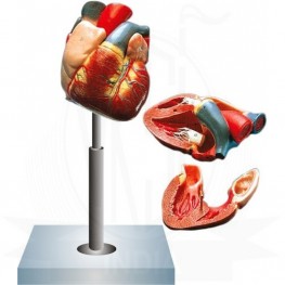 VKSI Human Heart Model - 4 parts