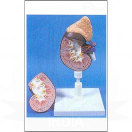 VKSI Kidney with Adrenal Gland - 2 Part