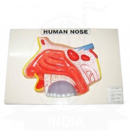VKSI Human Nose Model