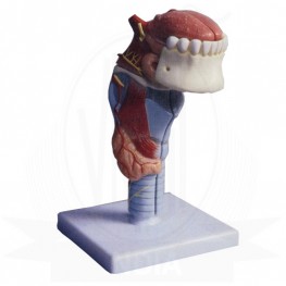 VKSI  Human Teeth With Tongue And Larynx