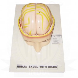 VKSI  Human Skull with Brain