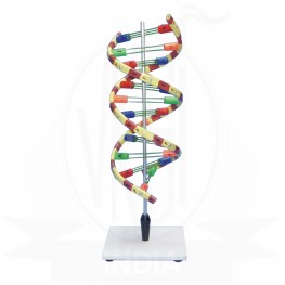 VKSI  Human DNA Model on Stand