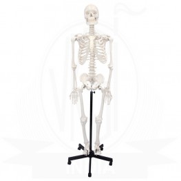 Human Articulated Skeleton Model