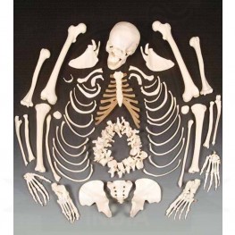 Human Disarticulated skeleton Model