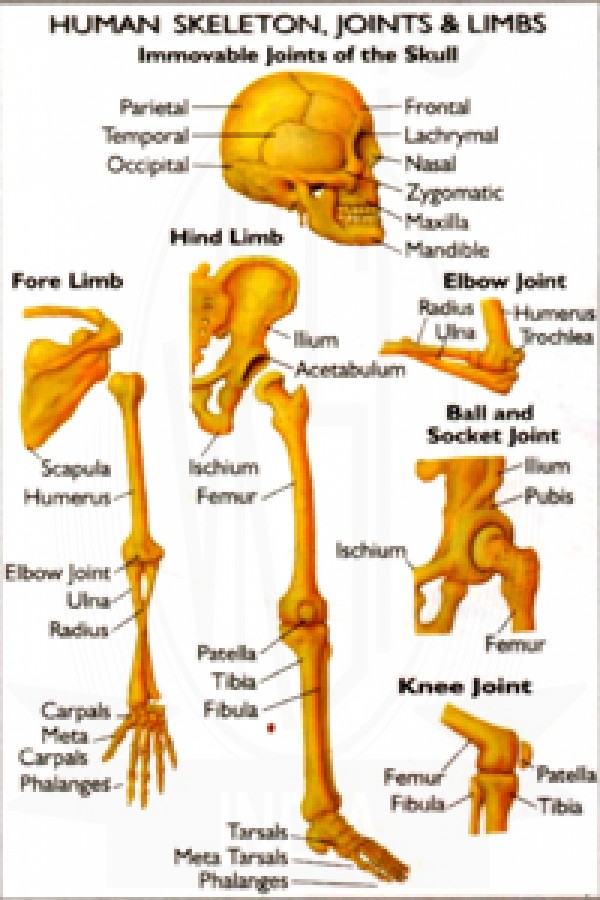 Human Skeleton, Joints & Limbs Chart