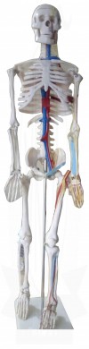 VKSI Human Skeleton Model with Blood vine and Nerve System