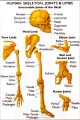 Previous