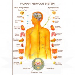 VKSI Human Nervous System Chart