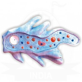 VKSI Amoeba Model