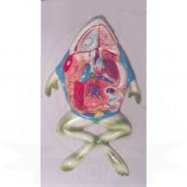 VKSI Frog Dissection Model