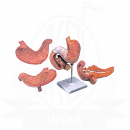 VKSI Human Stomach Model - 3 Part