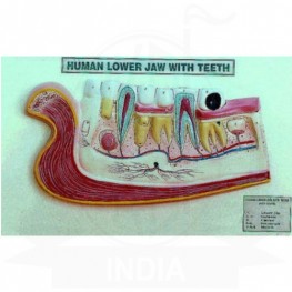 VKSI  Human Lower Jaw With Teeth