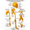 VKSI Human Skeleton, Joints & Limbs Chart