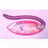 VKSI Earthworm Dissection Model