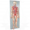 VKSI Human Circulatory System Model