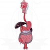 VKSI Human Digestive System Model