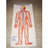 VKSI Human Nervous System Model